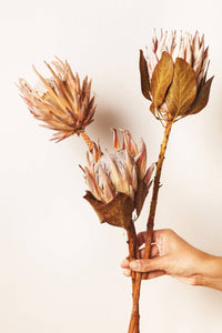 Single Dried King Protea | Idlewild Floral Co.